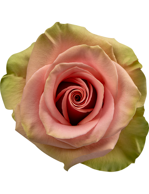 Absolute in pink