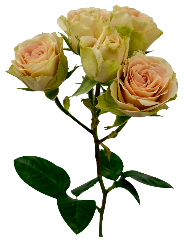 Green Rosever