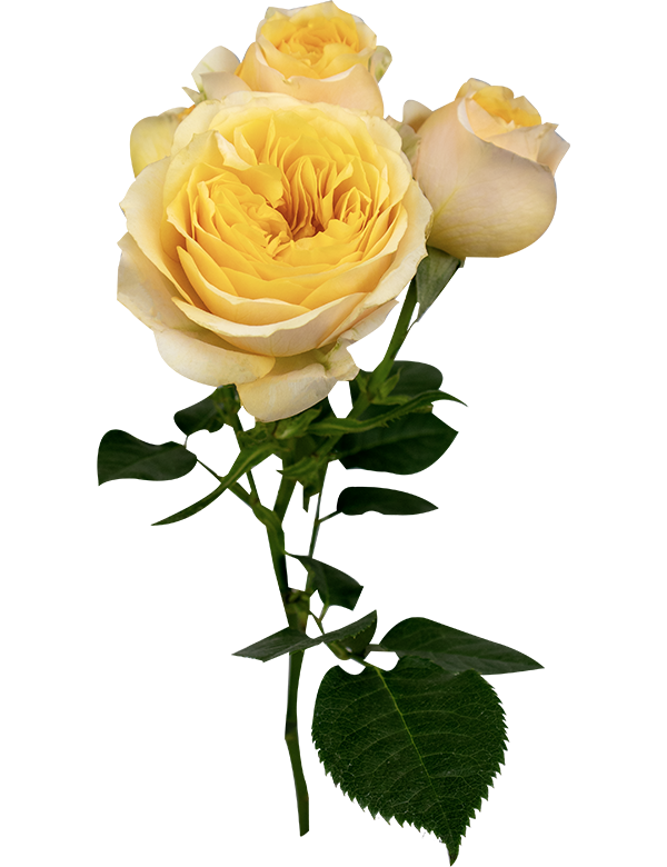 Royal Rosever